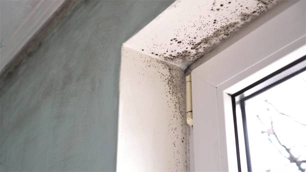 Crawl Space Mold Removal in Bakerstown, PA