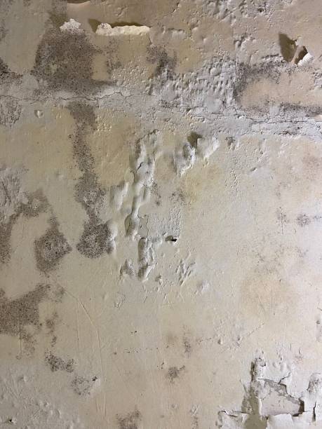 Best Mold Cleaning Services  in Bakerstown, PA