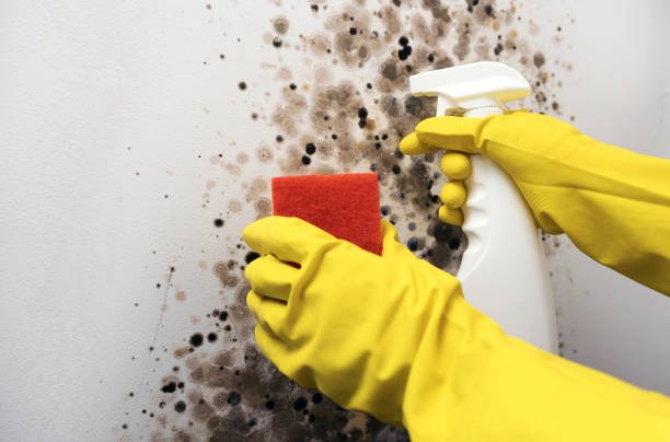 Professional Mold Removal in Bakerstown, PA