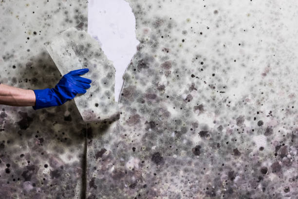 Best Crawl Space Mold Removal  in Bakerstown, PA